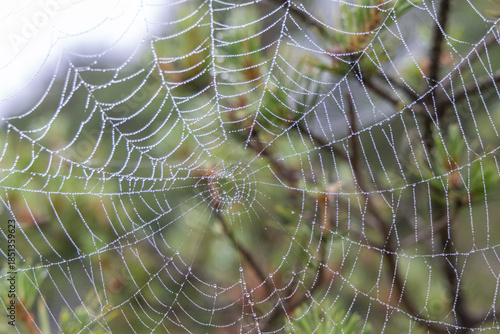 Spiderweb in forest