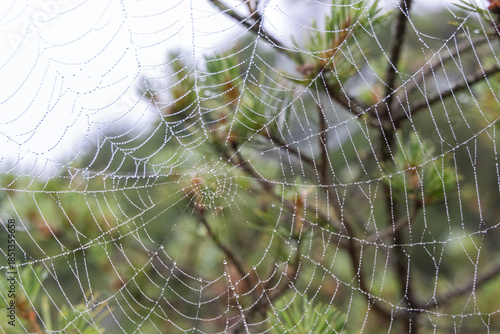 Spiderweb in forest