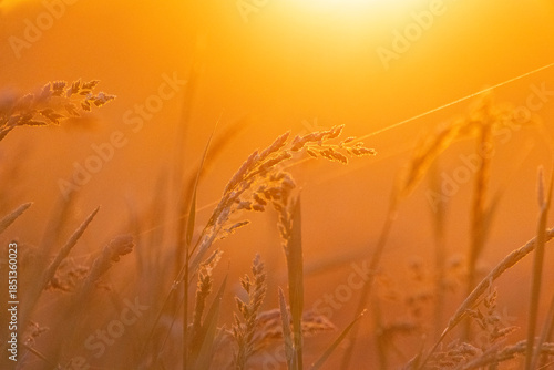 Morning light in an agricultural field in Finland