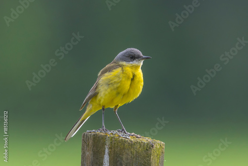 A yellow wagtail