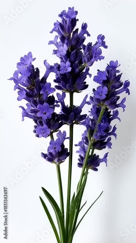 Close-up of vibrant purple lavender flowers on a white background.