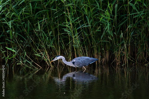 A grey heron about to strike in Finland