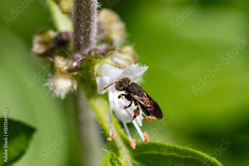 Konstfotografi Abelha Iraí (Nannotrigona testaceicornis) é uma abelha social, da subfamília dos meliponíneos
