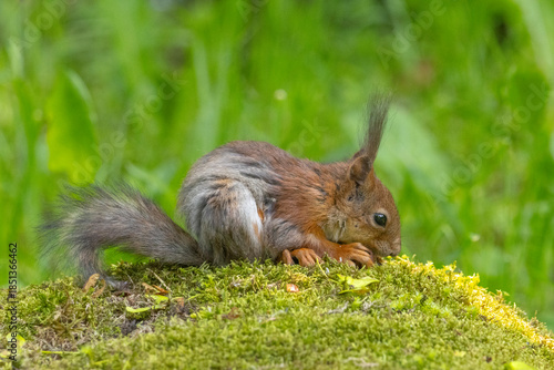 A baby squirrel eating seeds on the ground.