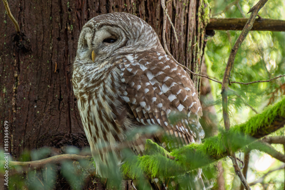 Fototapeta premium Barred Owl falling asleep in tree