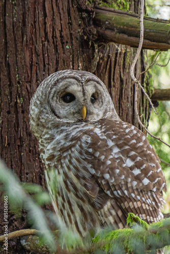 Barred Owl looking to the side