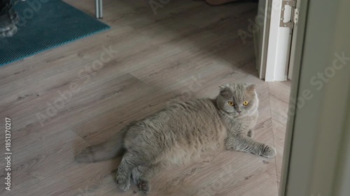 Calm Cat Observing, Relaxed Feline Surveys Corridor Attentively, Serene Scottish Fold Examines Hallway With Alertness, Peaceful Kitty Carefully Watches Corridor With Focused And Alert Eyes