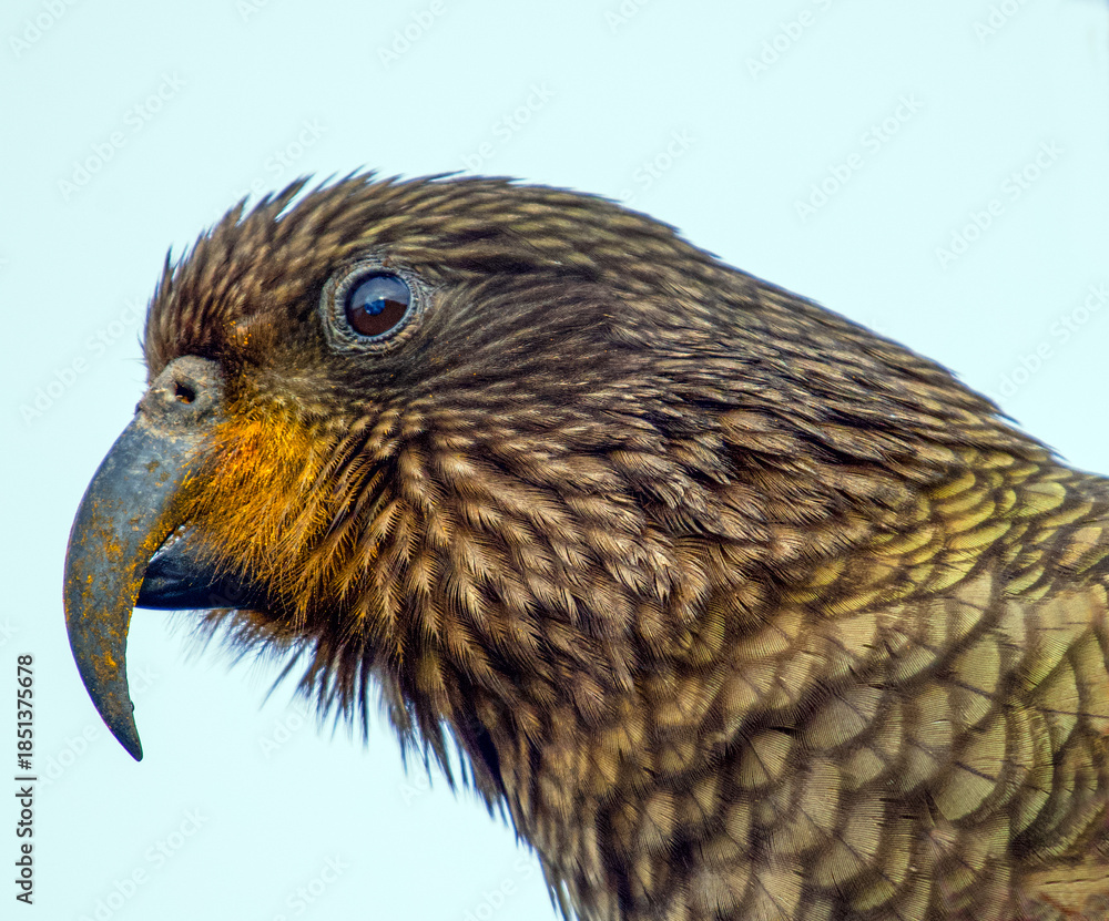 Fototapeta premium close up of kea