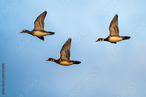 Male and Femaie Wood Ducks (Aix sponsa) in flight. Finley National Wildlife Refuge, Oregon.