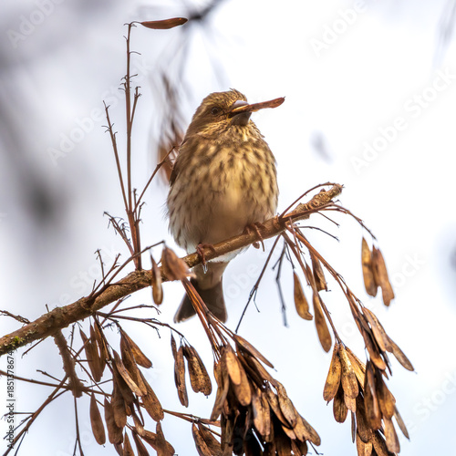 Houe Finch feeding on Oregon Ash (Fraxinus latifolia) seeds.  Finley National Wildlife Refuge. Oregon.