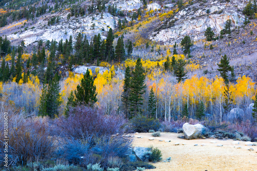 Tablou pe pânză Golden aspen trees surround a large granite boulder along a mountain slope in Yosemite National Park during autumn, with mixed conifer forest and fall foliage