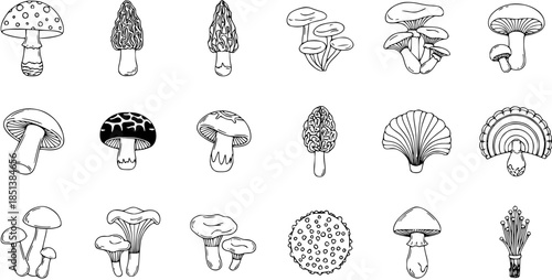 Hand-drawn Line Art Mushroom Illustrations Set. Detailed Outline Drawings of Various Fungi Types for Nature and Organic Food Designs.