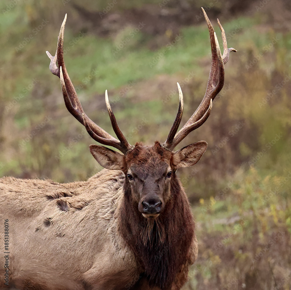 Fototapeta premium Grumpy Face Elk Bull
