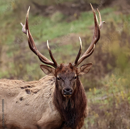 Grumpy Face Elk Bull 