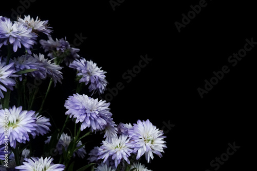 aster or daisy flowers isolated on black background with negative space