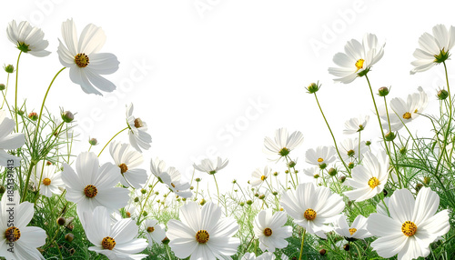 A vibrant field of white daisies in full bloom, with yellow centers and green stems