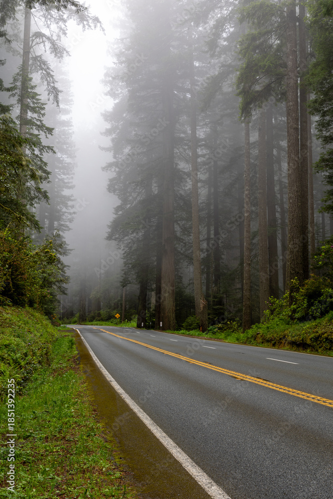 Fototapeta premium Road through Redwood forest with morning fog