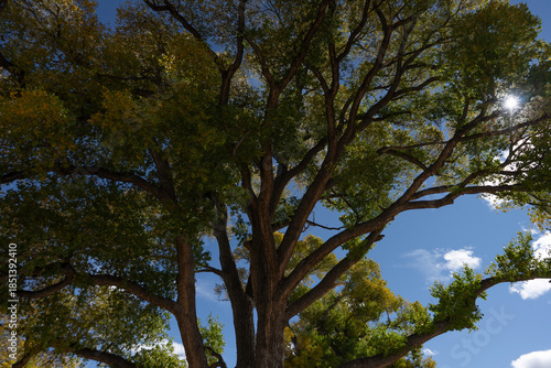 The sun filtering through a large Cottonwood tree