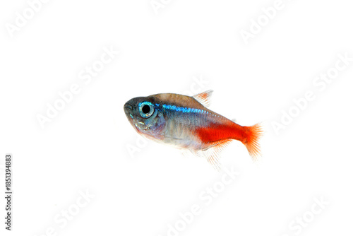 ネオンテトラ　白バック