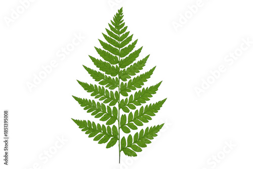 Green fern frond isolated on transparent background illustrating nature, growth, and botanical beauty