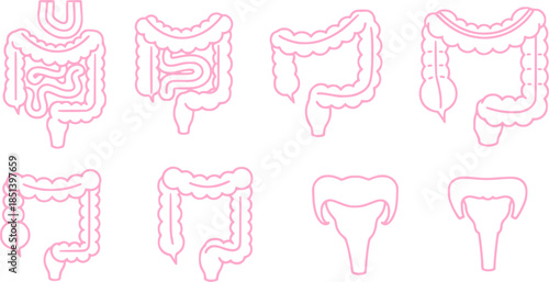 Set of guts vector icons. Linear intestines or bowel. Human organ. Vector 10 Eps.
