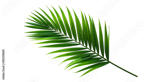 A single, vibrant green palm leaf with a curved shape against a black background