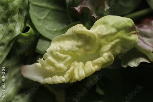Salad close up studio shot over