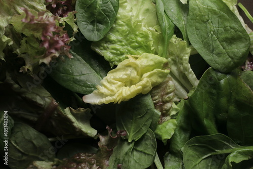 Bild auf Leinwand Salad close up studio shot over