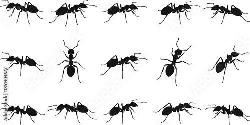 Ant silhouettes vector illustration set, detailed insect poses in black and white minimal style for biology design, pest control graphics, icons, 