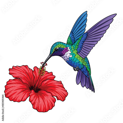A hummingbird sips nectar from a hibiscus flower against a plain white background