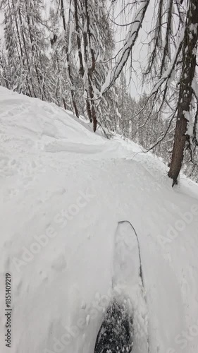 Wallpaper Mural VERTICAL, POV: Snowboarder weaving between snowy trees in deep pow. Snow sprays up around the lens as the rider charges a backcountry line through the alpine forest. Fun winter day for freeriding. Torontodigital.ca