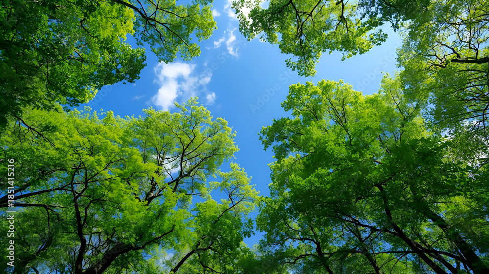 Fototapeta premium 木の緑に囲まれた明るい青空