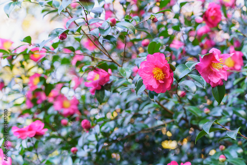 Wallpaper Mural サザンカ Torontodigital.ca