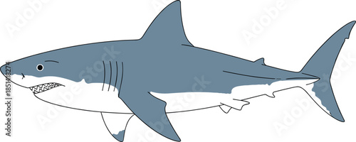 Realistic vector illustration of shark side view with sharp teeth, dorsal fin, blue gray body, isolated on white background