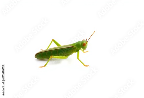 Wallpaper Mural A lone green grasshopper perched on a stark white background,  animal,  orthoptera Torontodigital.ca