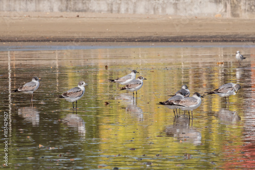 Aves en la playa, San Juan Del Sur, Nicaragua.