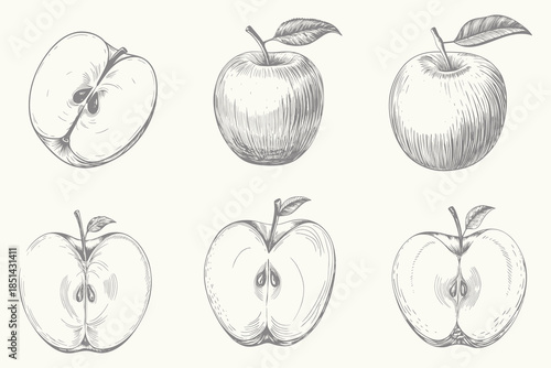 hand-drawn sketches different style apple illustration set Engraved style. Vintage style berry and fruit sketch. Eps 10