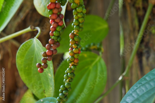 Bilde på lerret Close-up view of red and green peppercorn hanging in vegetable garden