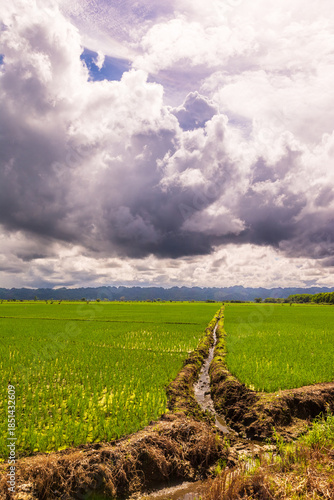 green field and blue sky