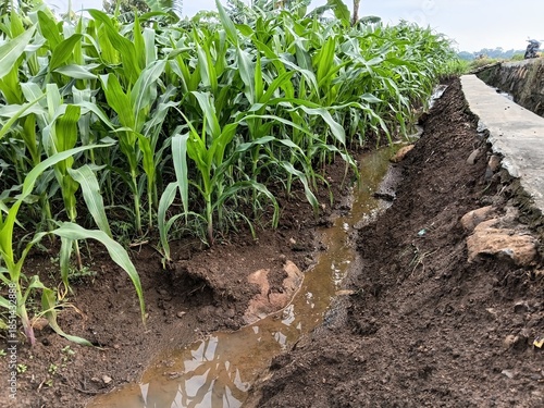 Foto reen corn field with traditional irrigation system