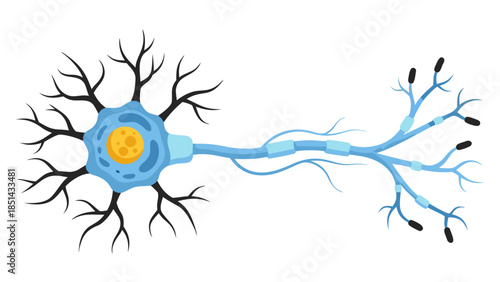 Illustration of a Biological Neuron Cell