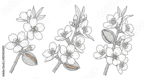 Set of three almond branches showing the life cycle from delicate white blossoms to ripening nuts, illustrated in a detailed vintage style.