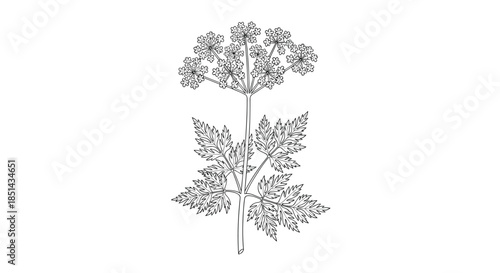 Monochrome botanical illustration of a cow parsley plant with detailed leaves and umbel flower head, drawn in a classic line art style.