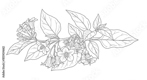 Elegant black and white line art illustration of a flowering cestrum nocturnum branch, also known as night-blooming jasmine.
