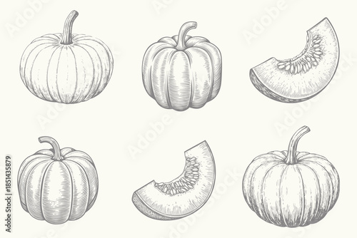 Vintage style crisp autumn pumpkin illustration. Engraved style Cut parts of fall orange vegetable drawn isolated. Eps 10