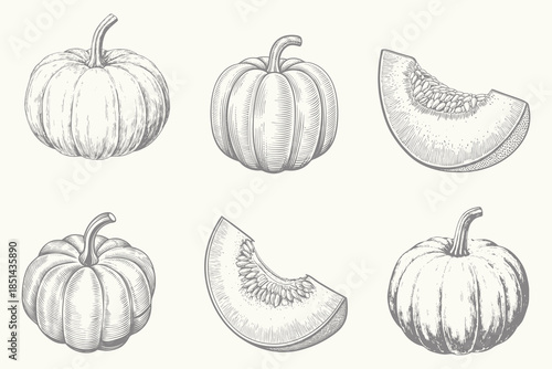 Vintage style crisp autumn pumpkin illustration. Engraved style Cut parts of fall orange vegetable drawn isolated. Eps 10