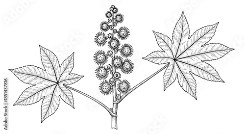 Detailed black and white botanical illustration of a castor oil plant, Ricinus communis, showing its distinctive leaves and spiky seed capsules.