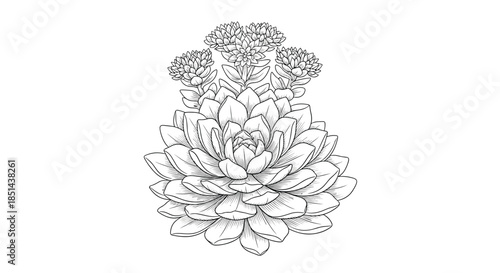 Detailed black and white botanical line art illustration of a flowering succulent plant, possibly a sedum or echeveria, in a vintage style.