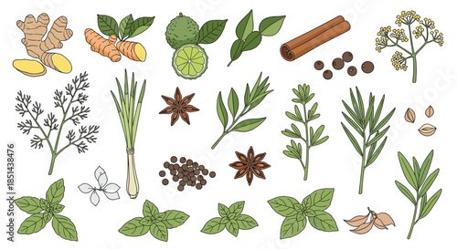 A beautiful collection of hand-drawn herbs and spices, including ginger, turmeric, rosemary, and cinnamon, for culinary and medicinal use.