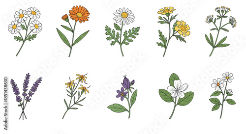 A charming collection of ten colorful, hand-drawn medicinal herbs and wildflowers, including chamomile, lavender, and calendula, in a vintage style.